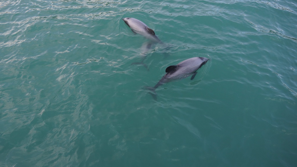 Dolphin Tours Near Panama City Beach